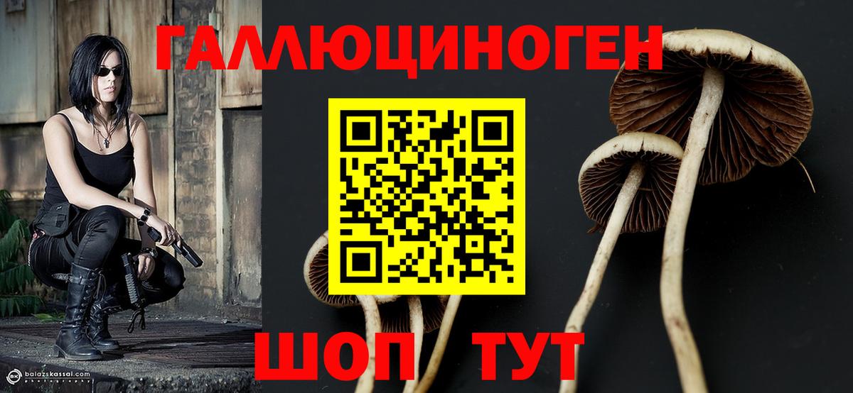 Галлюциногенные грибы Psilocybine cubensis Великий Новгород